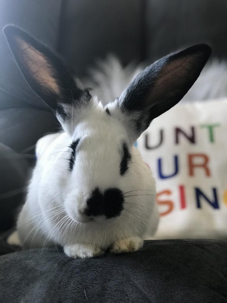 Sir Floppious Duke of Carrotington