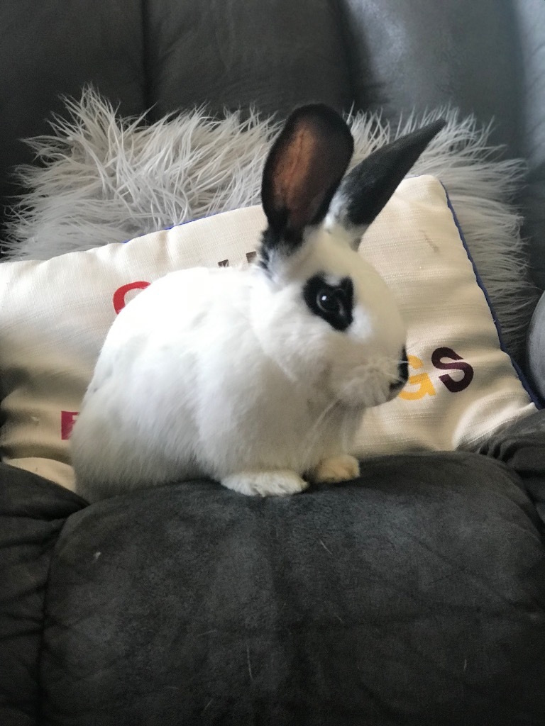 Sir Floppious Duke of Carrotington