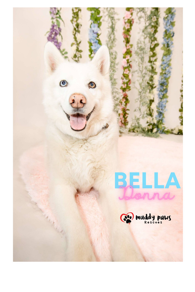 Bella Donna
