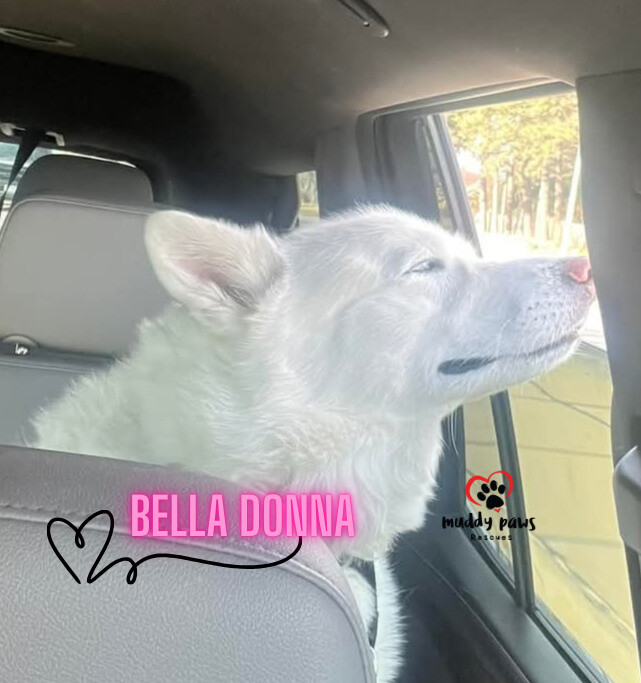 Bella Donna