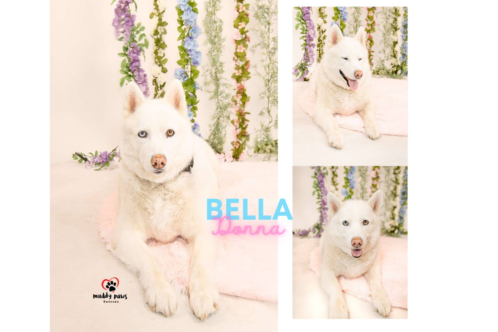 Bella Donna