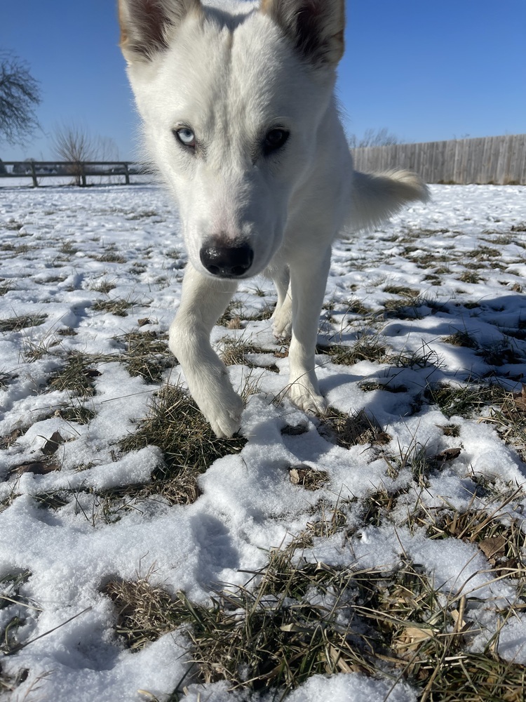 Ralphie
