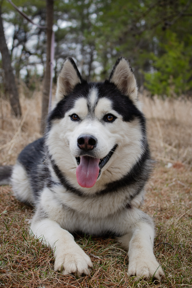 Mac, an adoptable Husky in Bemidji, MN, 56601 | Photo Image 1
