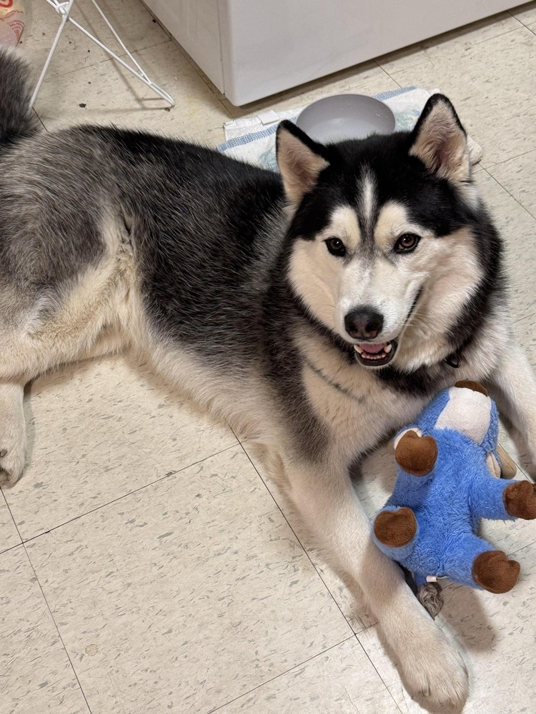Mac, an adoptable Husky in Bemidji, MN, 56601 | Photo Image 2