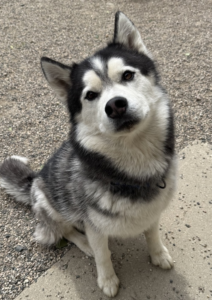 Mac, an adoptable Husky in Bemidji, MN, 56601 | Photo Image 2