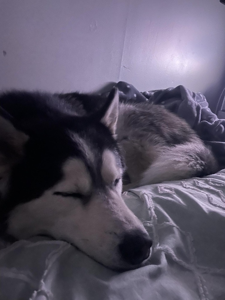 Mac, an adoptable Husky in Bemidji, MN, 56601 | Photo Image 3