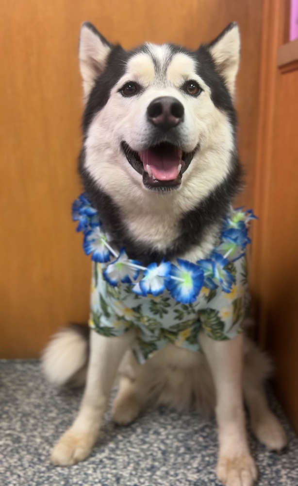 Mac, an adoptable Husky in Bemidji, MN, 56601 | Photo Image 4