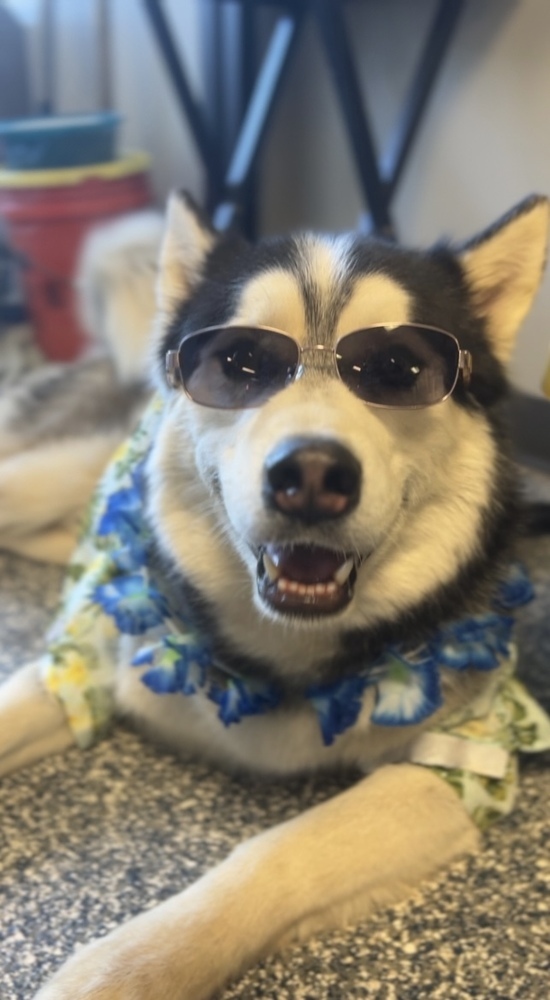 Mac, an adoptable Husky in Bemidji, MN, 56601 | Photo Image 5