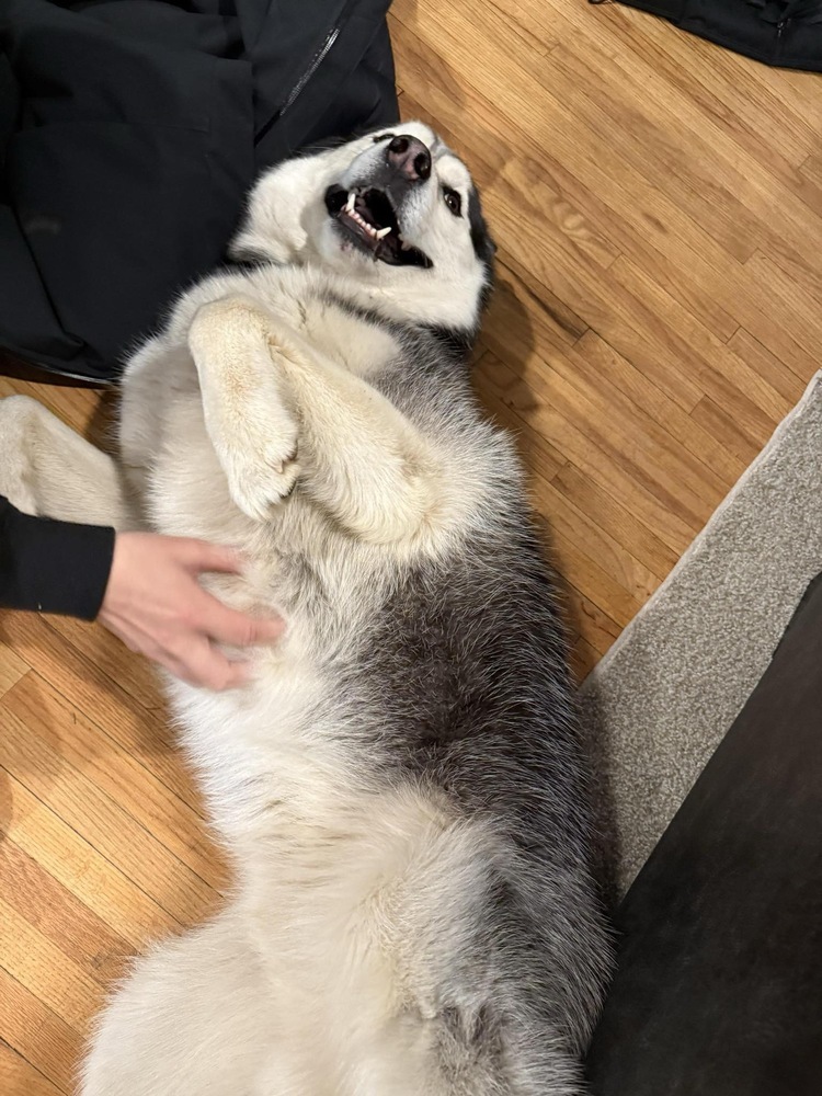 Mac, an adoptable Husky in Bemidji, MN, 56601 | Photo Image 6