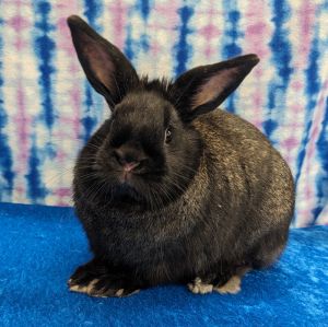 Edgar, Young Male Bunny Rabbit