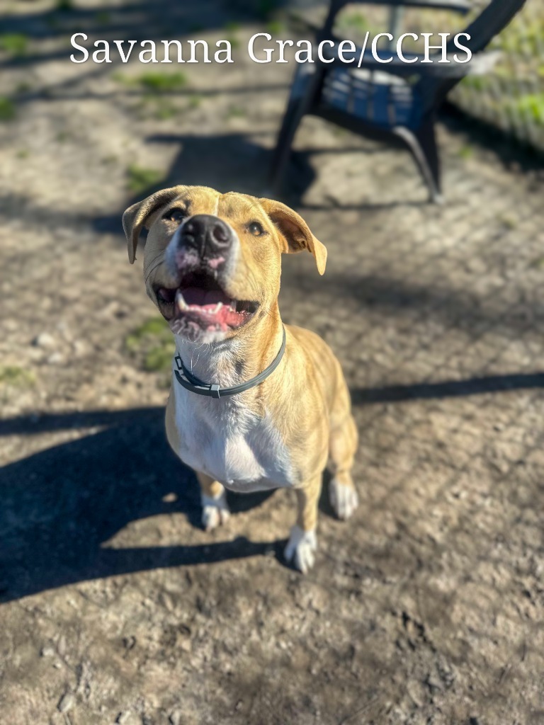 Savanna Grace, an adoptable Boxer in New Bern, NC, 28563 | Photo Image 1