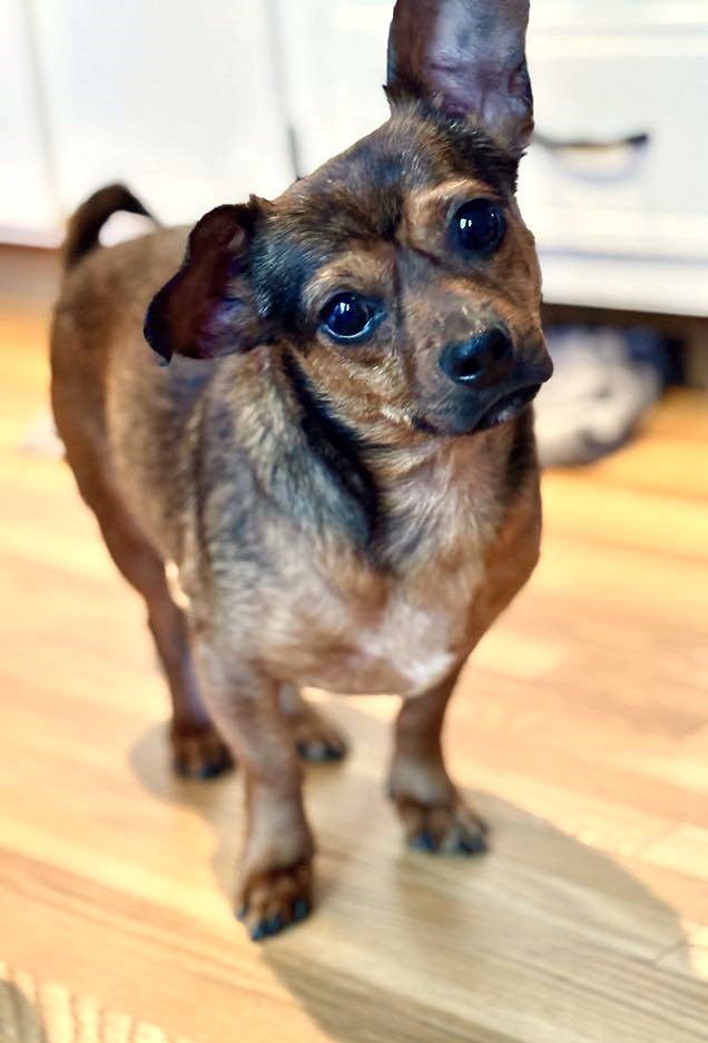 Toby - ADOPTED