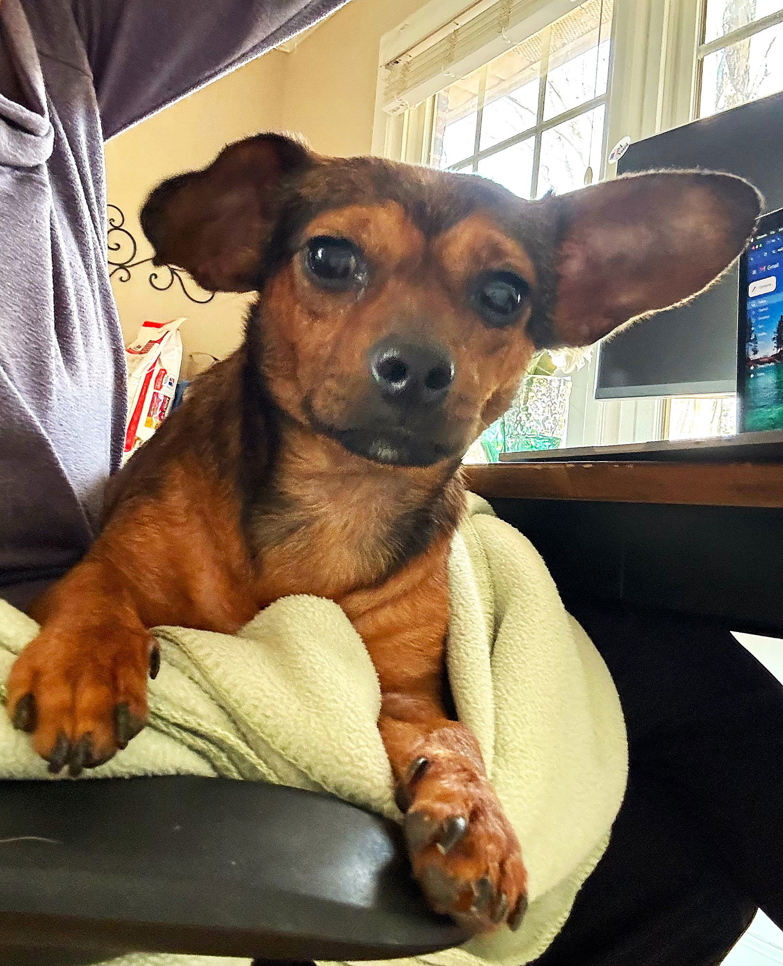 Toby - ADOPTED