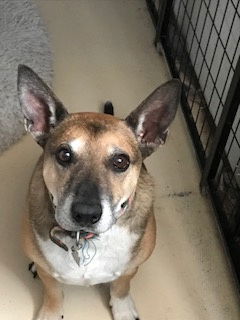Benjii, an adoptable Corgi, Shepherd in Westminster, CO, 80021 | Photo Image 1