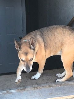 Benjii, an adoptable Corgi, Shepherd in Westminster, CO, 80021 | Photo Image 2