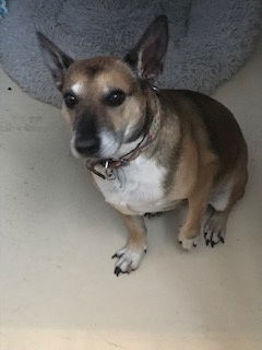 Benjii, an adoptable Corgi, Shepherd in Westminster, CO, 80021 | Photo Image 3