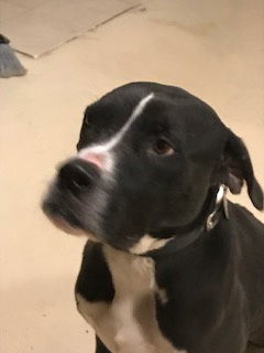 Utah, an adoptable Boxer, Pit Bull Terrier in Westminster, CO, 80021 | Photo Image 1