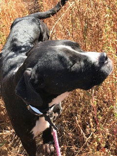 Utah, an adoptable Boxer, Pit Bull Terrier in Westminster, CO, 80021 | Photo Image 2