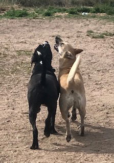 Utah, an adoptable Boxer, Pit Bull Terrier in Westminster, CO, 80021 | Photo Image 3