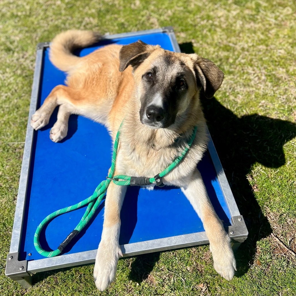 Scarlett, an adoptable German Shepherd Dog, Great Pyrenees in Wadena, MN, 56482 | Photo Image 1