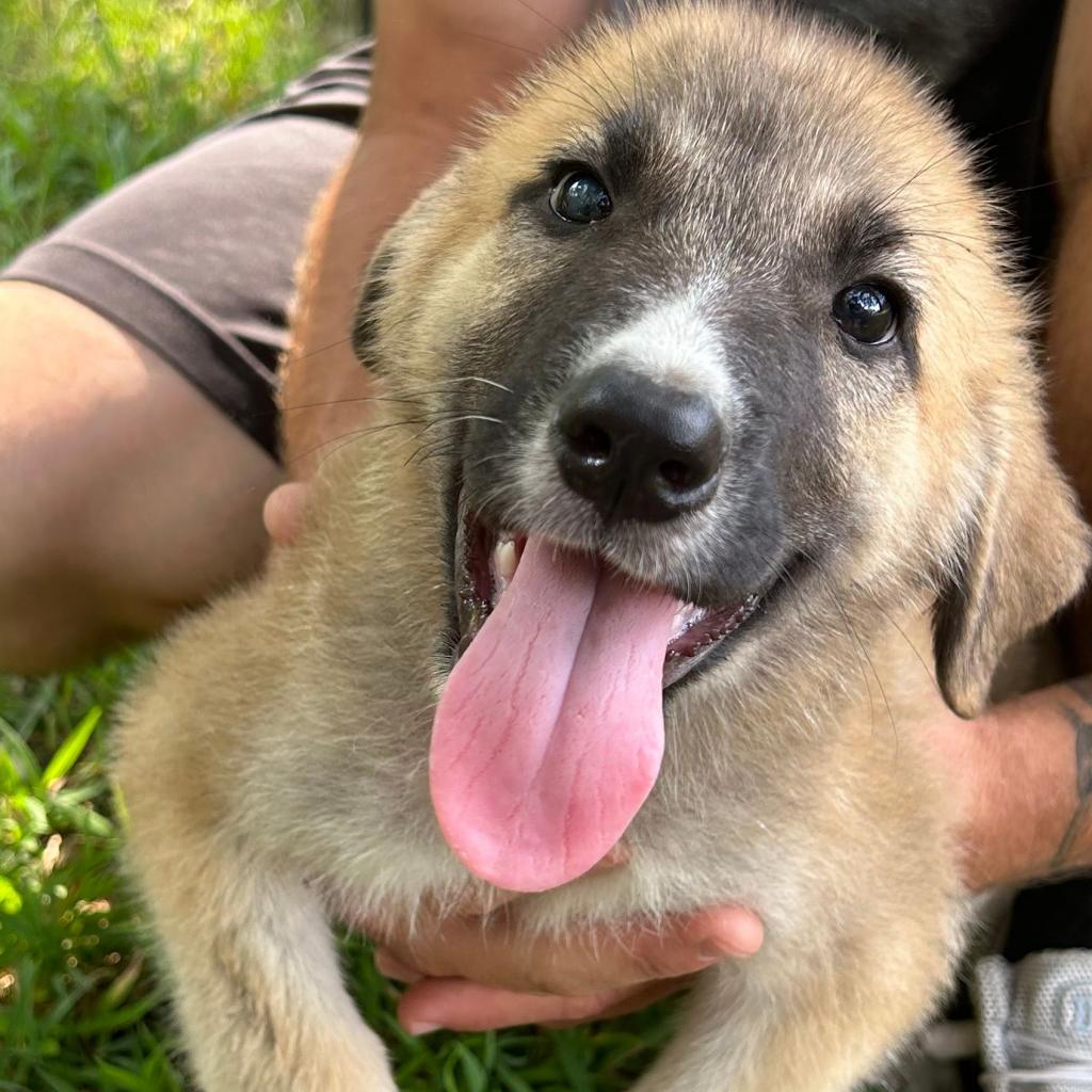 Scarlett, an adoptable German Shepherd Dog, Great Pyrenees in Wadena, MN, 56482 | Photo Image 2
