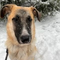 Scarlett, an adoptable German Shepherd Dog, Great Pyrenees in Wadena, MN, 56482 | Photo Image 3