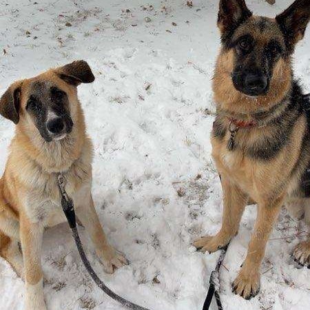 Scarlett, an adoptable German Shepherd Dog, Great Pyrenees in Wadena, MN, 56482 | Photo Image 4