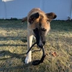 Scarlett, an adoptable German Shepherd Dog, Great Pyrenees in Wadena, MN, 56482 | Photo Image 5