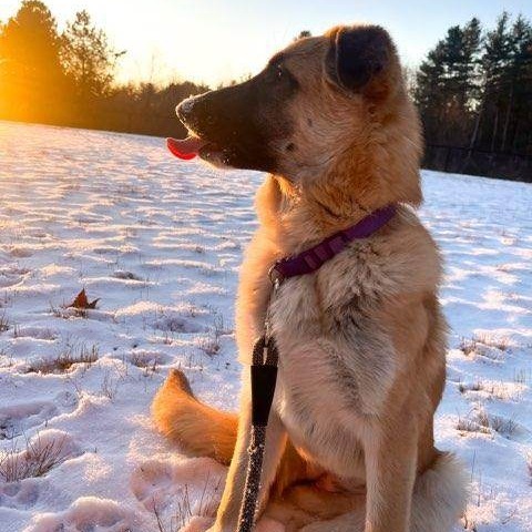 Scarlett, an adoptable German Shepherd Dog, Great Pyrenees in Wadena, MN, 56482 | Photo Image 6