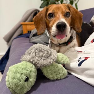 Meet Copper a handsome 6-year-old beagle looking for a loving family to call his own Hes currentl