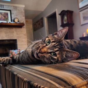 This is Hoagie aka Sugar Britches a 1 yr old-old bundle of love whos looking a lifetime full of s