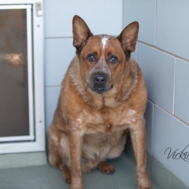 Dog for adoption - Ruger, a Cattle Dog in Abilene, TX | Petfinder