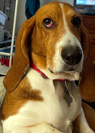 SOPHIE - ADOPTION PENDING!