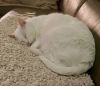 Ghost photo 1