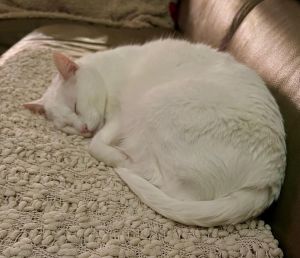 Ghost, Senior Male Domestic Short Hair