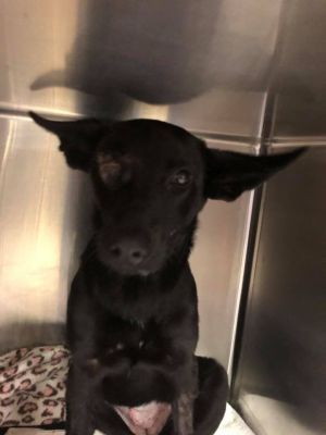 You can fill out an adoption application online on our official websiteLeela comes to rescue as an 