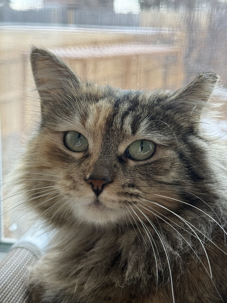 Nebula, an adoptable Tabby, Domestic Short Hair in Denver, CO, 80220 | Photo Image 1