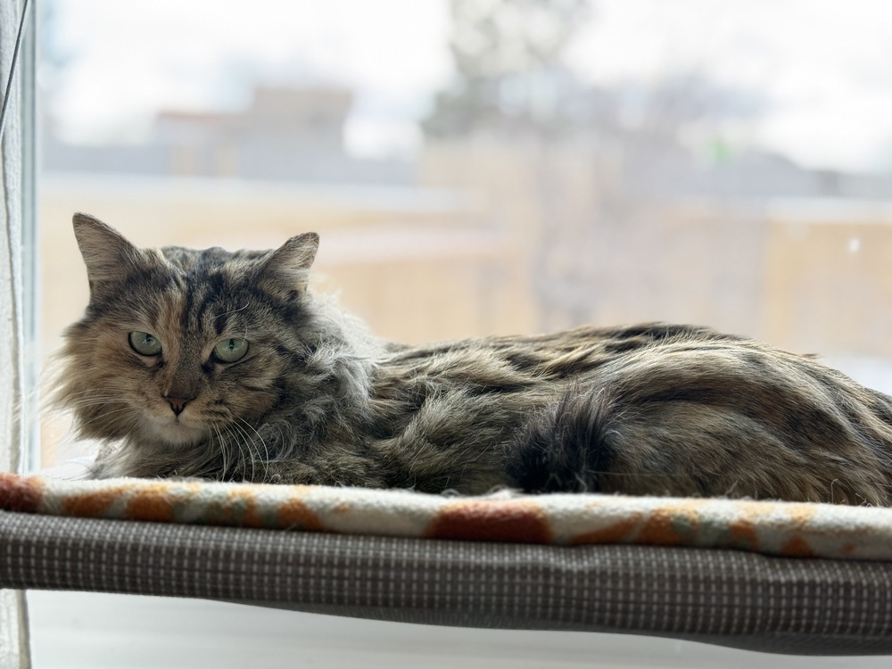 Nebula, an adoptable Tabby, Domestic Short Hair in Denver, CO, 80220 | Photo Image 2
