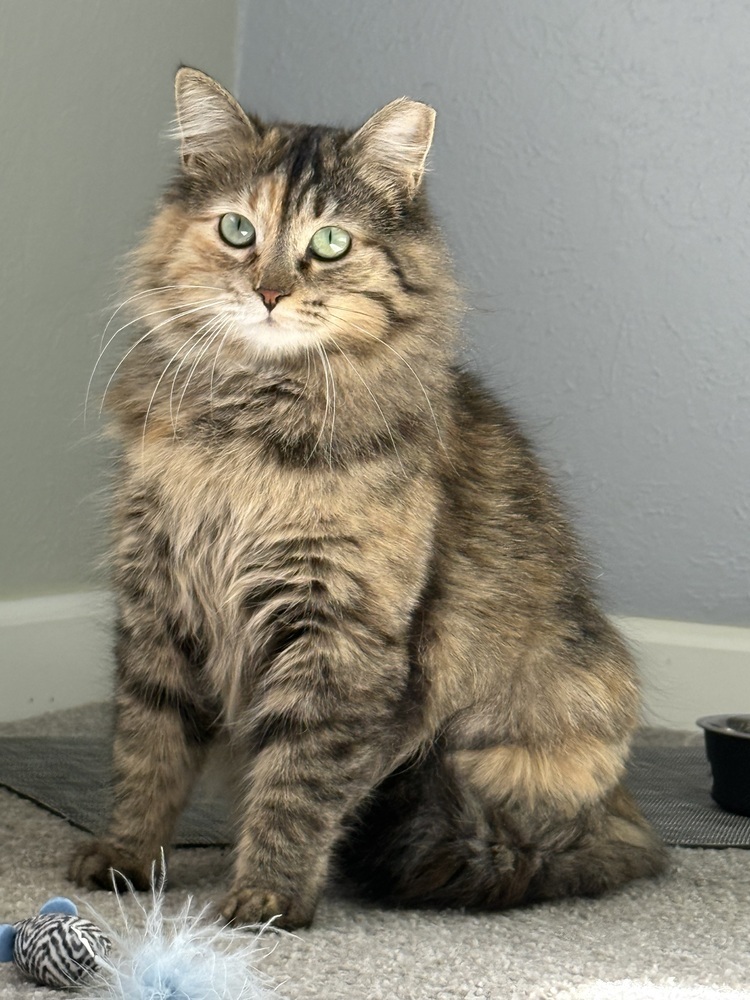 Nebula, an adoptable Tabby, Domestic Short Hair in Denver, CO, 80220 | Photo Image 3