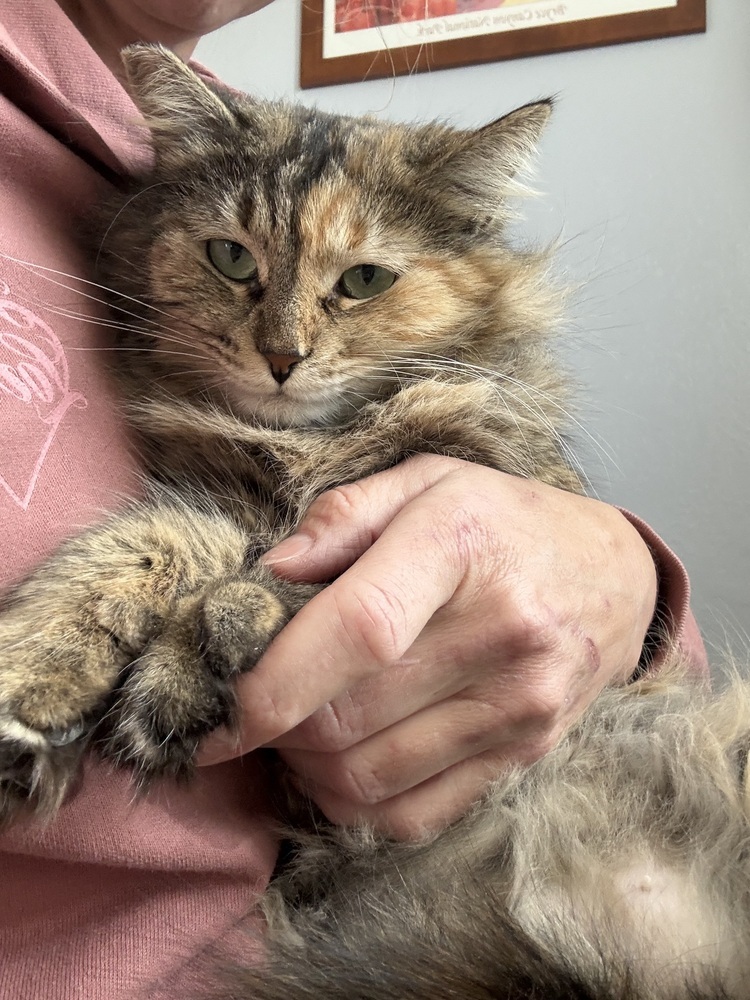 Nebula, an adoptable Tabby, Domestic Short Hair in Denver, CO, 80220 | Photo Image 4