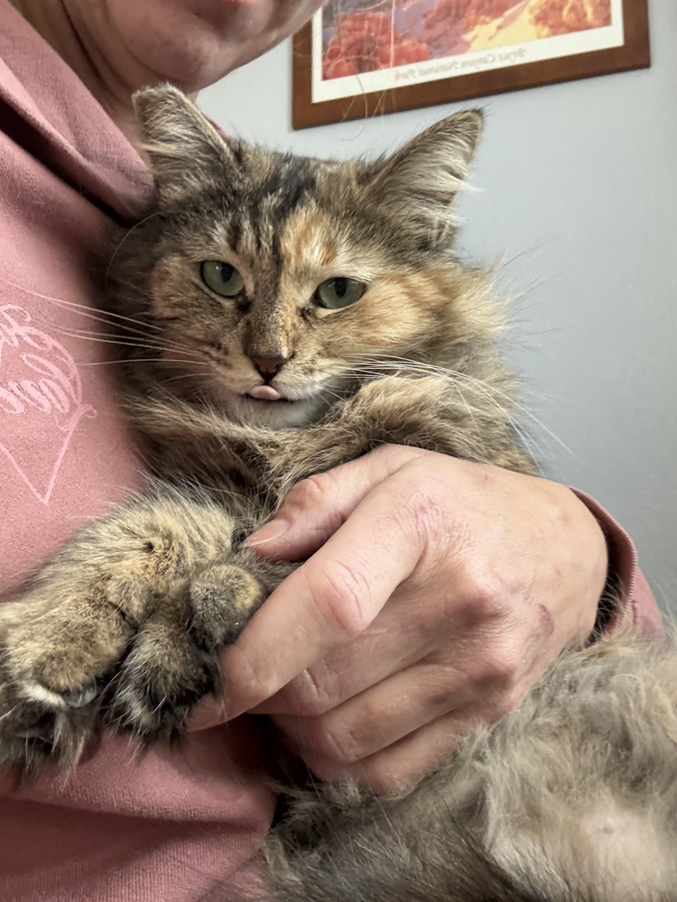 Nebula, an adoptable Tabby, Domestic Short Hair in Denver, CO, 80220 | Photo Image 5
