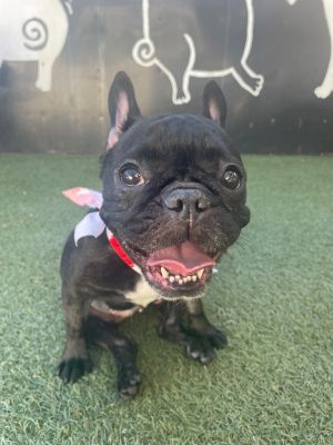 How adorable is little Chiclet This brave girl is a true survivor with a spir