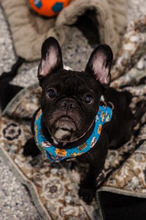 How adorable is little Chiclet This brave girl is a true survivor with a spirit as big as her hea