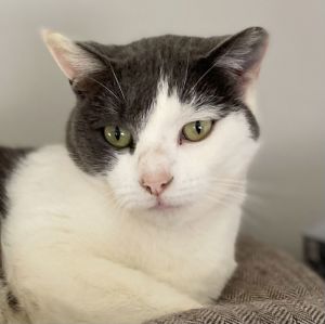 Matilda Dec 24, Adult Female Domestic Short Hair