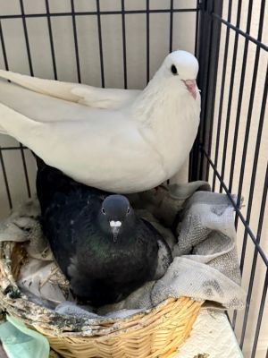 Robin is a sweet and petite girl who has been through a lot She was abandoned and attacked by a