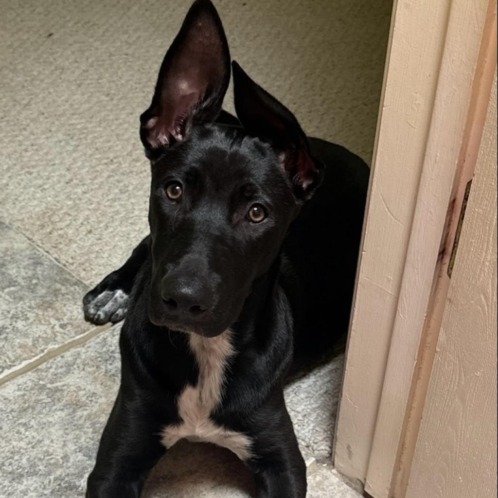 Lupita, an adoptable Mixed Breed in Las Cruces, NM, 88012 | Photo Image 1
