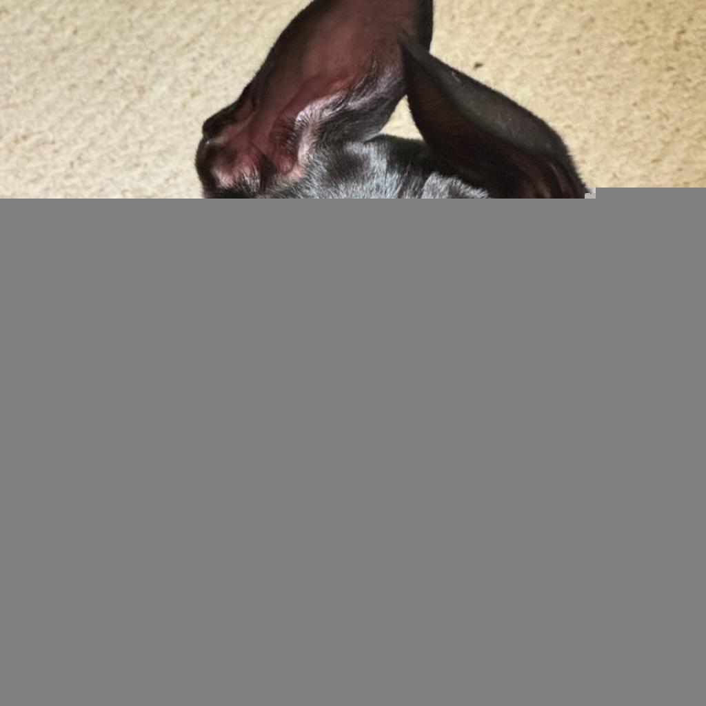 Lupita, an adoptable Mixed Breed in Las Cruces, NM, 88012 | Photo Image 3