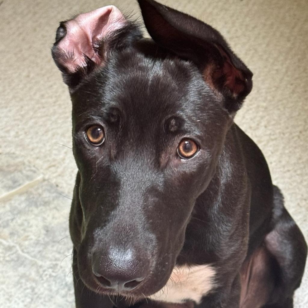 Lupita, an adoptable Mixed Breed in Las Cruces, NM, 88012 | Photo Image 4