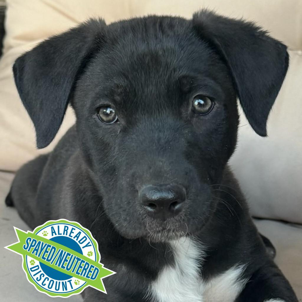 Lupita, an adoptable Mixed Breed in Las Cruces, NM, 88012 | Photo Image 5