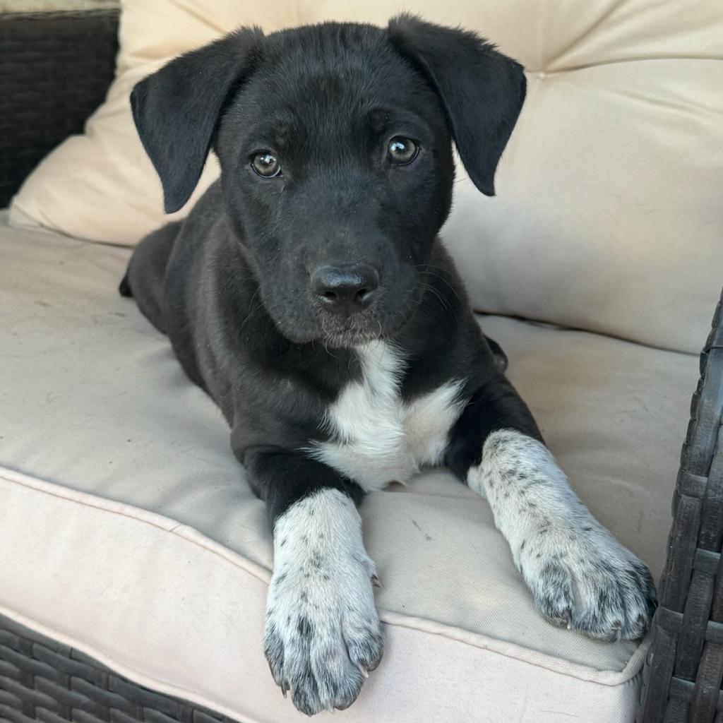 Lupita, an adoptable Mixed Breed in Las Cruces, NM, 88012 | Photo Image 6